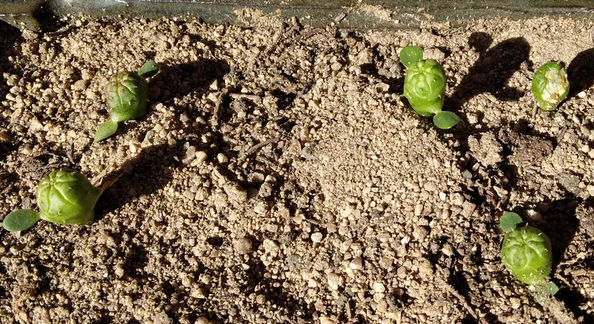 211111 Semis d'Euphorbia obesa.jpg