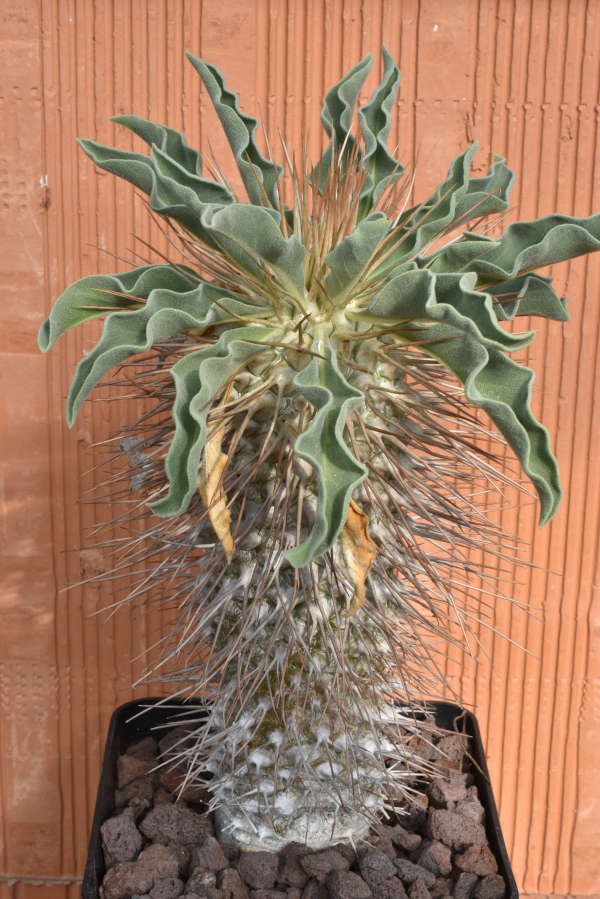 P namaquanum.JPG