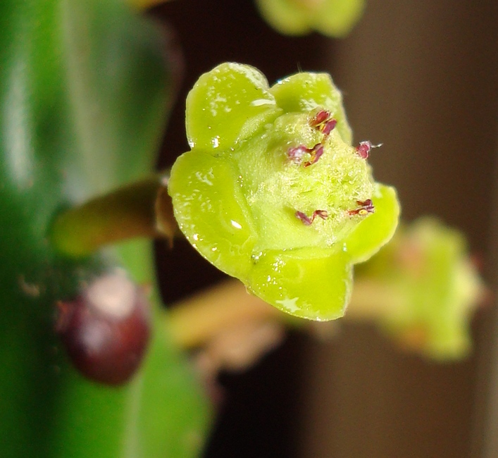 211122 Fleur d'Euphorbia mayuranathanii.JPG