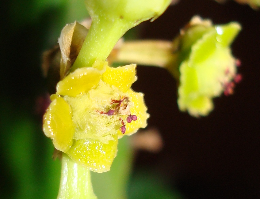 211122 Fleur 2 d'Euphorbia mayuranathanii.JPG