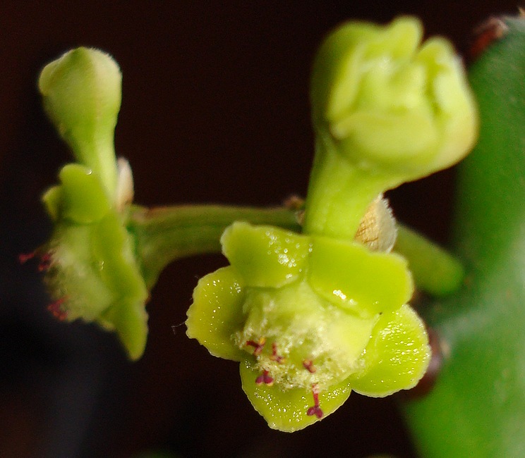 211122 Fleur 3 d'Euphorbia mayuranathanii.JPG