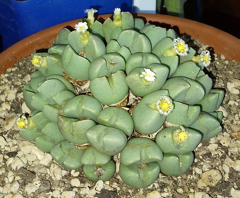 211231 Conophytum.jpg