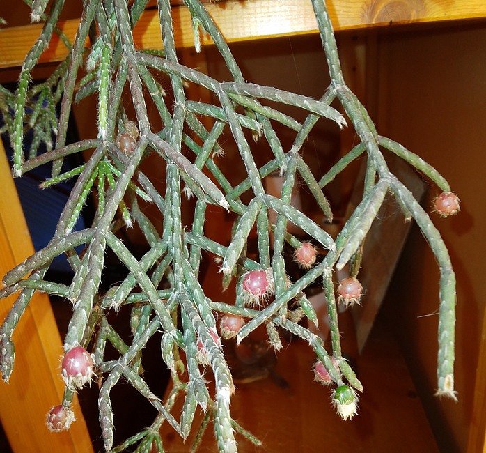 211231 Rhipsalis pilocarpa.jpg