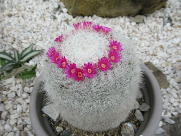 Mammillaria hahniana.JPG