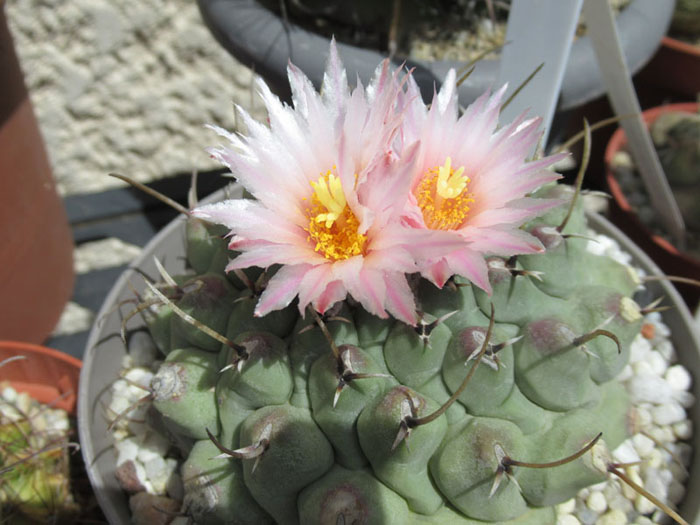 Thelocactus phymatothelos.JPG