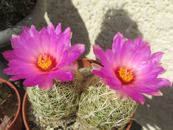 Thelocactus bicolor v.flavidispinus.JPG