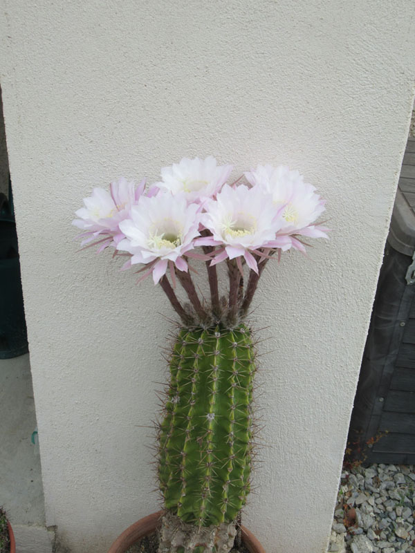 Echonopsis oxygona.JPG