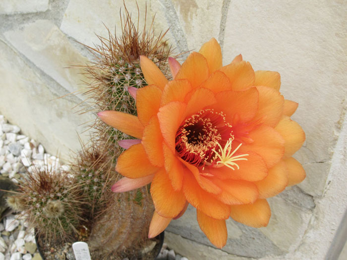 Trichocereus hybride.JPG