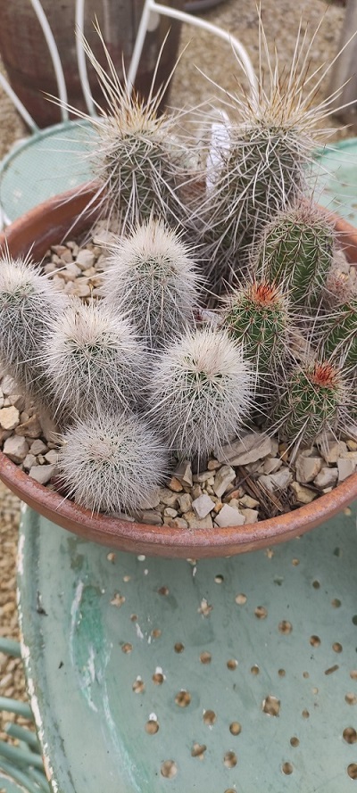 Echinocereus Apachensis Echinocereus Acifer ssp. Huitcholensis Echinocereus Nivosus.jpg