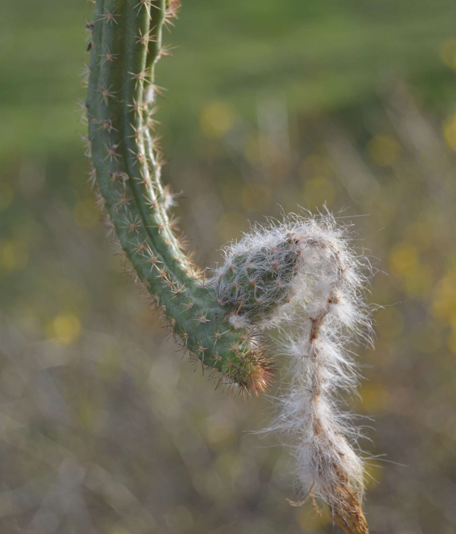 DSC_8386.jpg