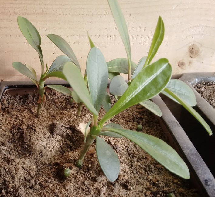 240116 Semis de 4 Euphorbia lophogona.jpg
