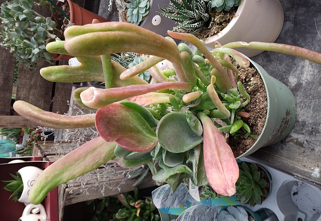 240219 Plante à identifier.jpg
