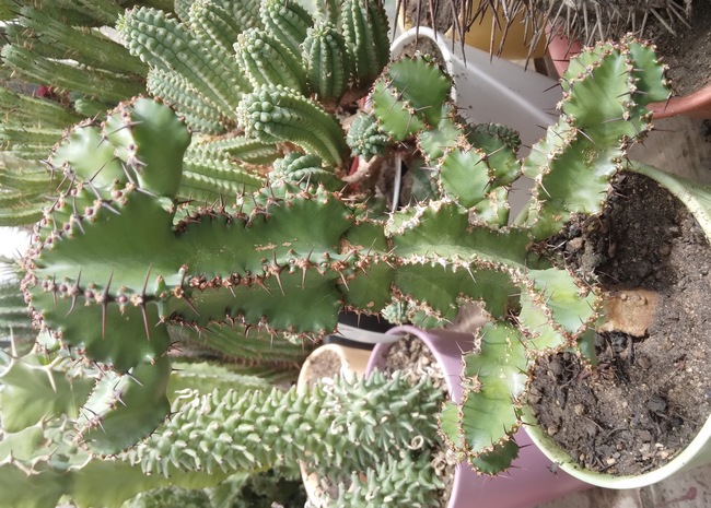 240510 Euphorbia barnardii.jpg