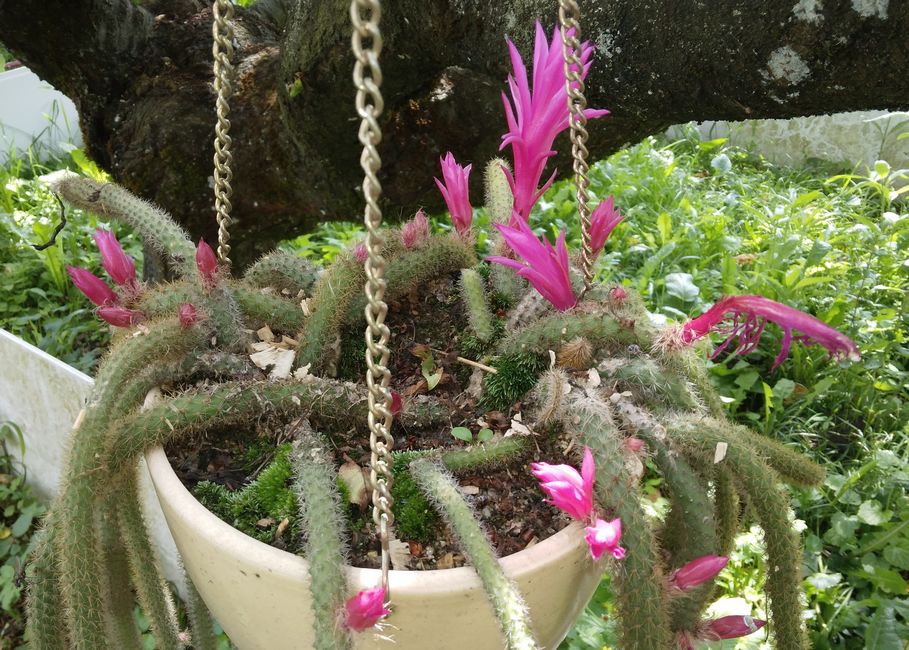 240604 Disocactus flagelliformis.jpg