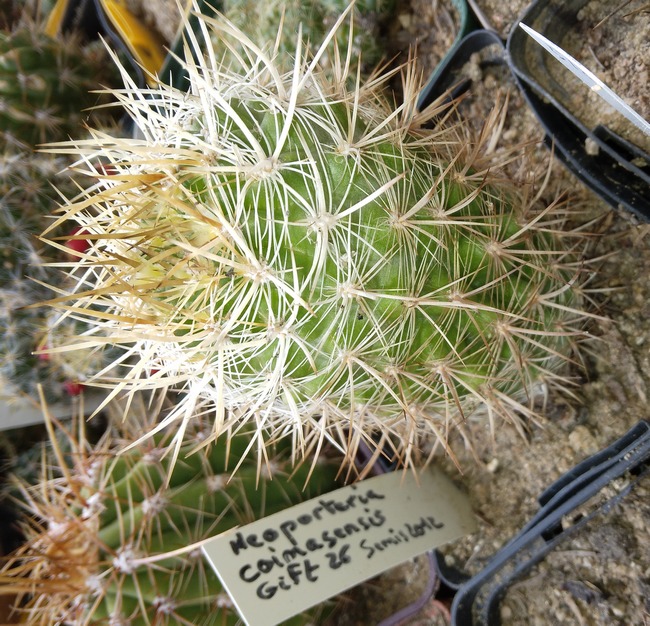 240607 Neoporteria coimasensis.jpg
