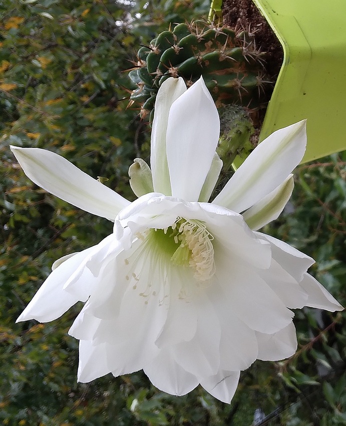 240904 Echinopsis obrepanda.jpg