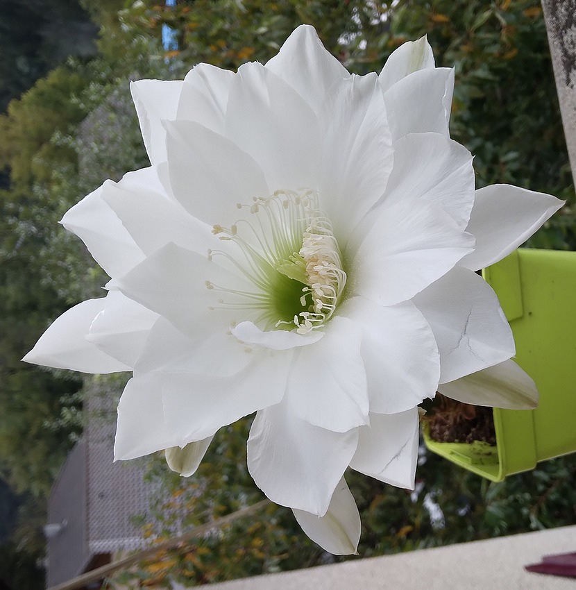 240904 Fleur de l'Echinopsis obrepanda.jpg
