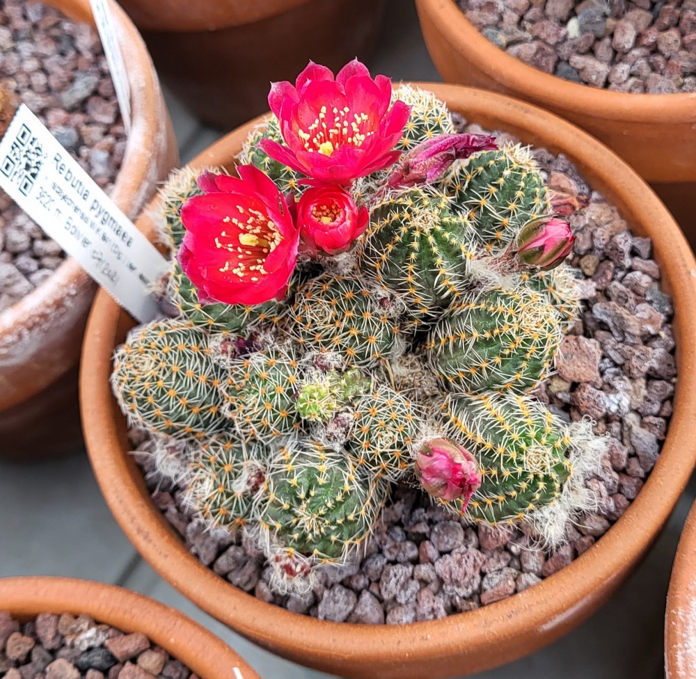 20250611_074704.jpg (1.14 Mio) Vu 1196 fois Rebutia pygmea v iscayachensis