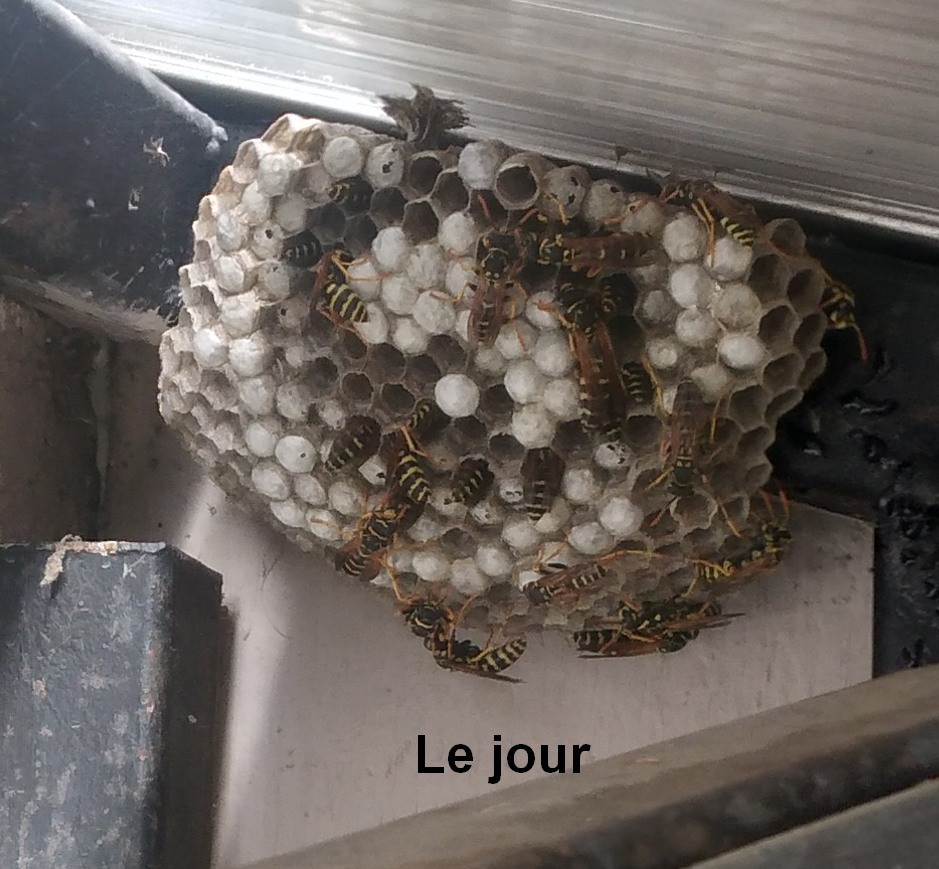 guêpe le jour.jpg