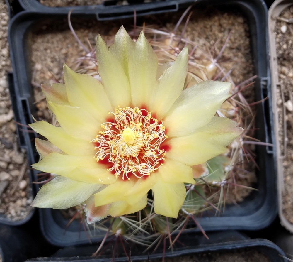 250704 Thelocactus setispinus.jpg