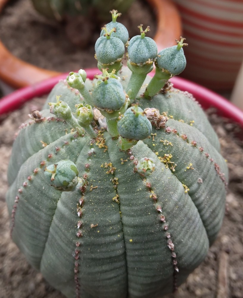 250704 Euphorbia obesa femelle.jpg