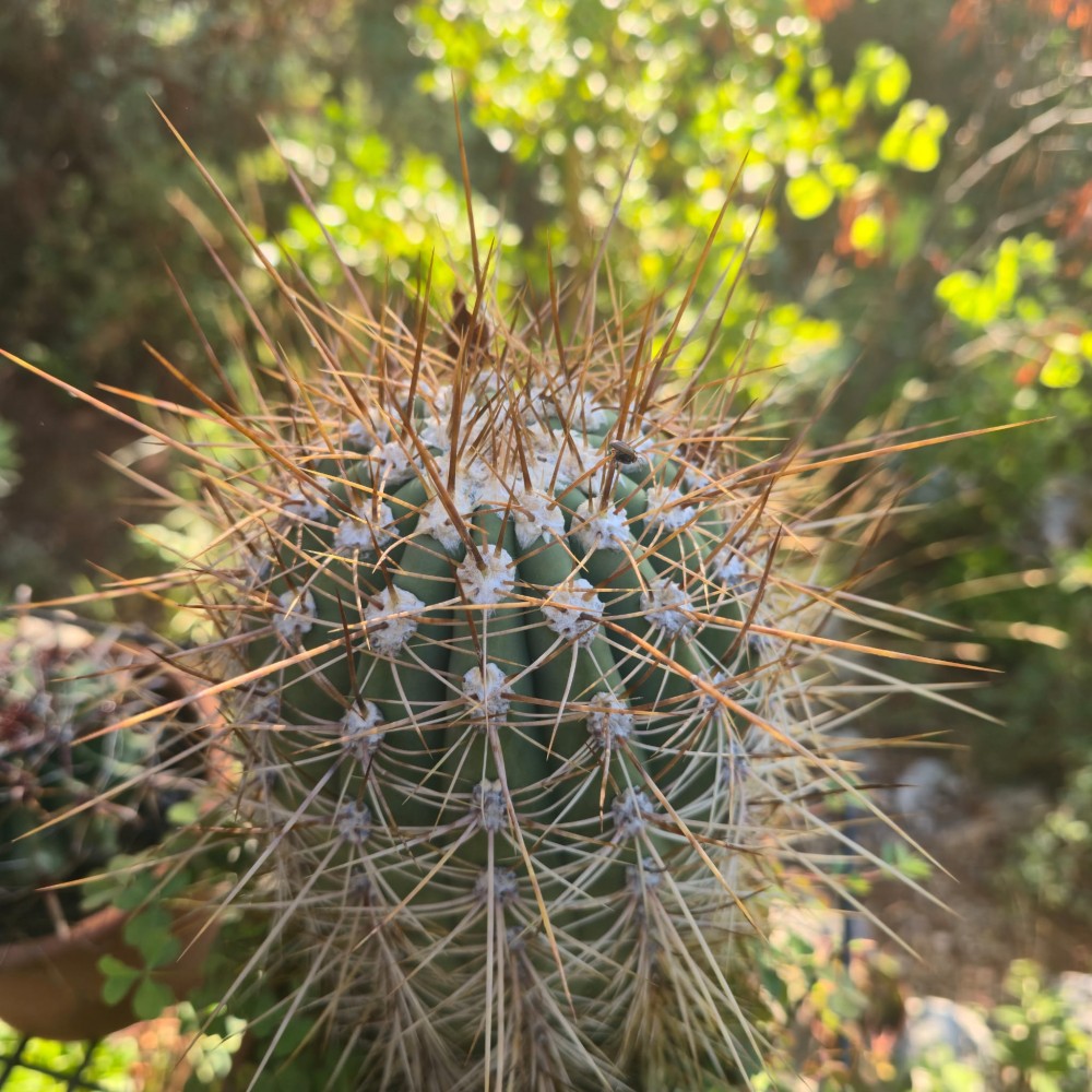 cereus .jpg