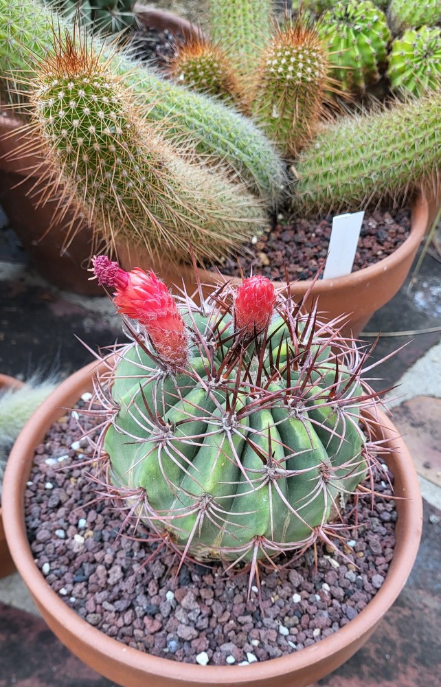 Denmoza rhodacantha