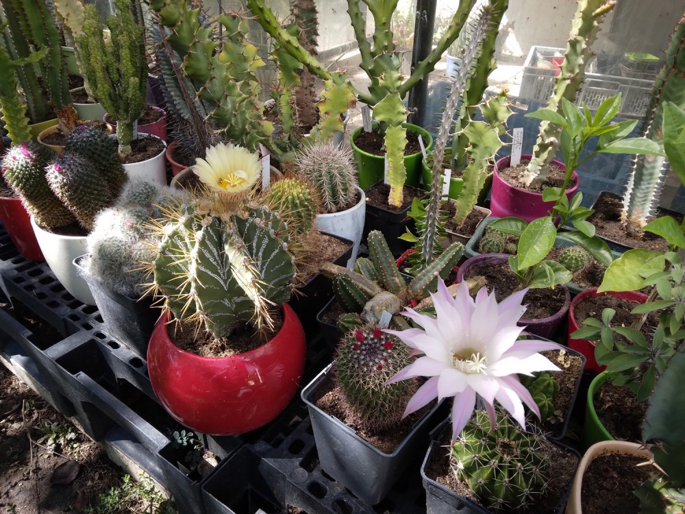 250904 Des cactus et des euphorbes.jpg (1.56 Mio) Vu 163 fois 250904 Des cactus et des euphorbes.jpg