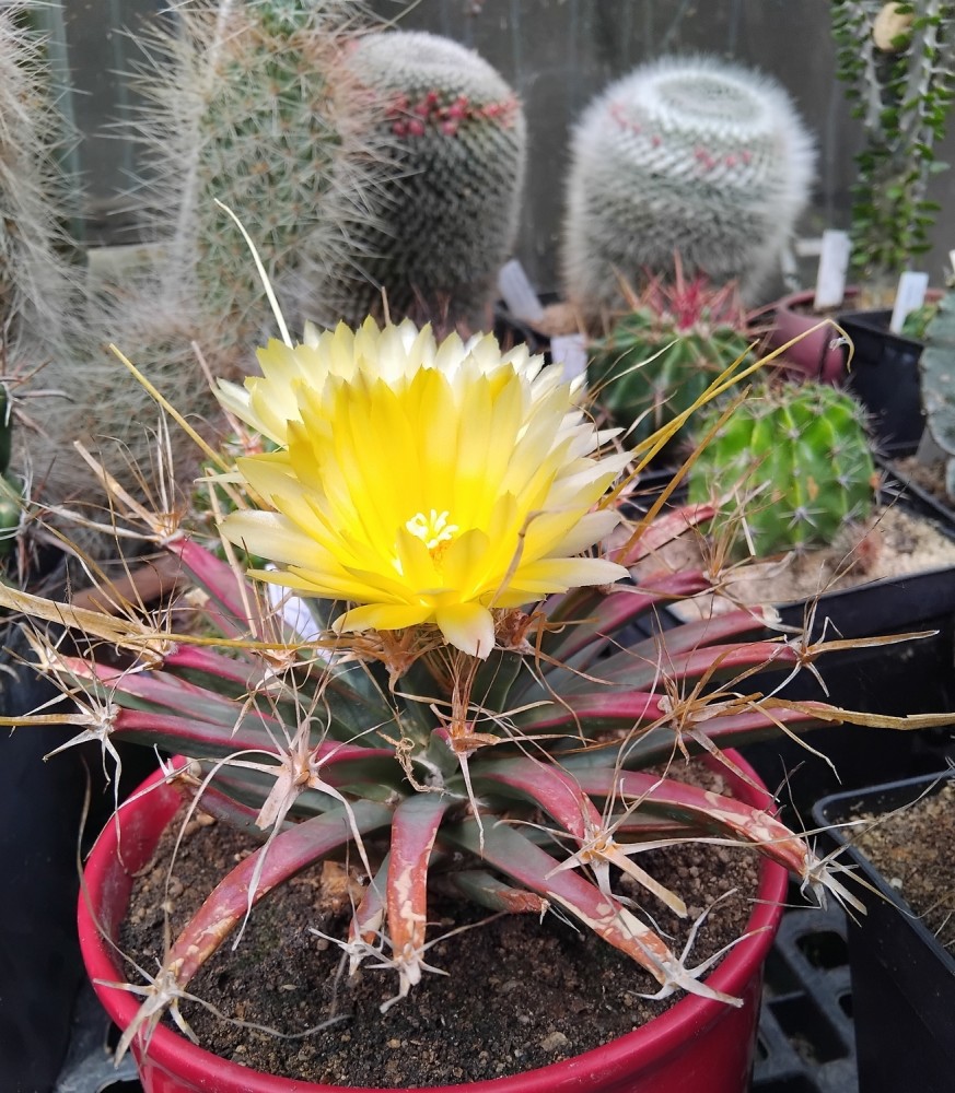 250904 Leuchtenbergia principis.jpg (1.47 Mio) Vu 163 fois 250904 Leuchtenbergia principis.jpg
